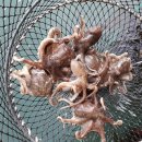 훼미리호 좌대낚시터 이미지