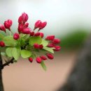 사과꽃 피는 저녁 이미지