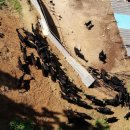 통안골흑염소농장 이미지