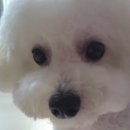 개밥짓는남자 이미지