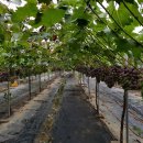 자옥농장 이미지