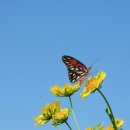 자연식품 이미지