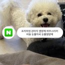 티어리베 | 강아지 영양제 하우스티어 리베티어 비숑 눈물자국 눈물영양제