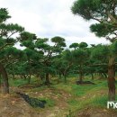 묘수농장 이미지