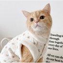 아이엠하우스펜션 이미지