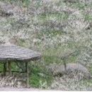 섬진강 매화 나루 이미지