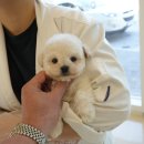 퍼피애견샵 이미지