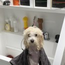 복실이네 애견 | 광주애견미용 • 첨단애견미용 핫도그 펫살롱 말티푸 미용 후기