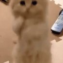 미오미오 고양이분양 이미지