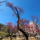 매화1 이미지