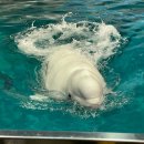 남관동물농장 | [24.02.24~24.02.27] 일본-나고야 3박4일 자유여행-#8 나고야항 수족관 벨루가, 펭귄,심해 생물 탐방...