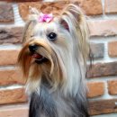 초량애견 이미지