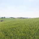 고창 청보리밭축제 생생후기 : (고창 가볼만한 곳, 도깨비 촬영지, 5월 축제 )