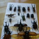[팝니다] 넓적사슴벌레 및 젤리, 흰개미 군체, 표본 팝니다. 이미지