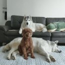 은행나무종합동물병원 이미지