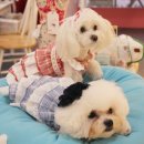 뽀송뽀송펫뷰티 이미지