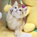 김포고양이분양 맘스캣 이미지