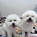 발라댕 네이버블로그