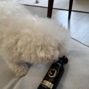 케이나인코리아(K9 KOREA) | 하트머리 안녕 애견 갈라지는 털에 K9 플러피 볼륨 스프레이 찐후기