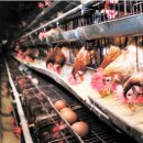 이레 양계장 이미지