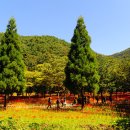 사화로-1 이미지