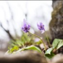 얼레지펜션 이미지