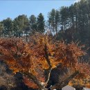 캠프 올모 이미지