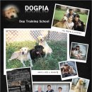 도그피아~광고! 이미지