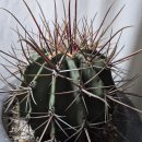 수원-0943 이미지