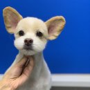 포일동물병원 이미지