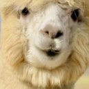 알파카 펜션 이미지