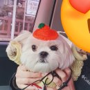 곱은과일