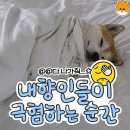 내향인