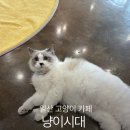 시대빌딩 | 일산 고양이카페 [냥이시대] 시간제한 없이 힐링 가능한 곳 (내돈내산 솔직 후기)