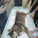 제주특별자치도 동물위생시험소 (동물보호센터) 동물병원 이미지
