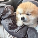 서울 베스트 동물병원 | 서울 송파 스킨앤이어 동물병원 방문 후기