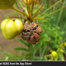 한 과일 이미지