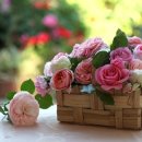 석전동259 이미지