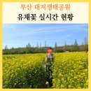 나들이 | 부산 대저생태공원 유채꽃 실시간 현황 주말 가족 봄나들이 후기