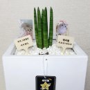 흙이랑별 | [해씨별] 시루와 858일ㅣ해씨별 여행ㅣ골든 햄스터 화분장ㅣ소동물 장례ㅣ화분장 후기