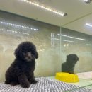 멍품 강아지분양 본점 이미지