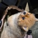 계춘몽
