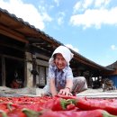 빨간고추 이미지