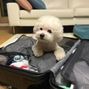 온사랑펫 이미지