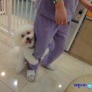 달링동물병원 이미지