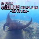 KEC 한국방제공사 | 발리 여행기 2편, 누사페니다편 (만타 투어, 섬투어) 실제 후기 & 꿀팁 대방출!