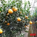 성제농장 이미지