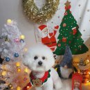 몽클똥개 이미지