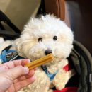 클릭 매니아 덴탈 | 강아지껌 밥이보약 건강츄 개껌 간식 체험 및 추천 후기