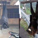 황금과일 이미지